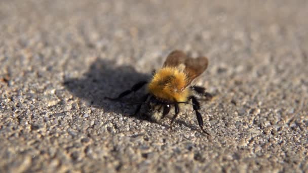 Eine Nahaufnahme Einer Biene Auf Weißem Hintergrund — Stockvideo