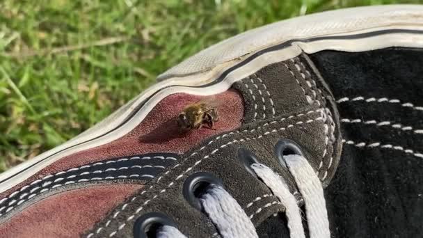 Une Jolie Petite Abeille Près Sur Une Chaussure — Video