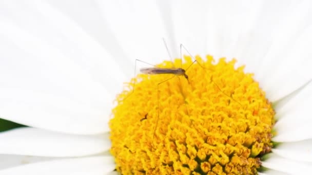 Gele Bloem Een Witte Achtergrond — Stockvideo