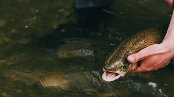 湖中的鱼 — 图库视频影像