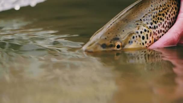 Primer Plano Río Lago — Vídeo de stock