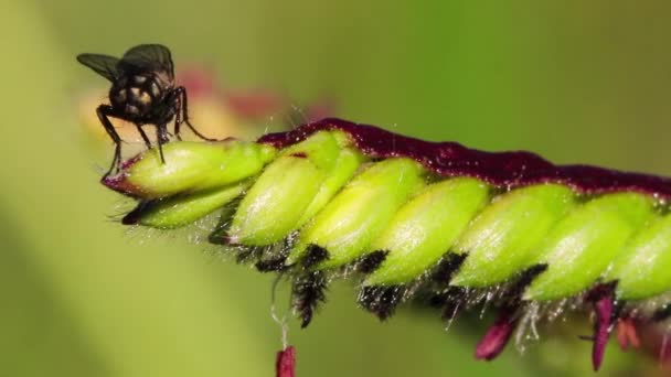 Close Zicht Insect Natuur — Stockvideo