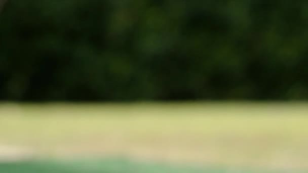 Крупним Планом Знімок Яча Гольфу Зеленій Траві — стокове відео
