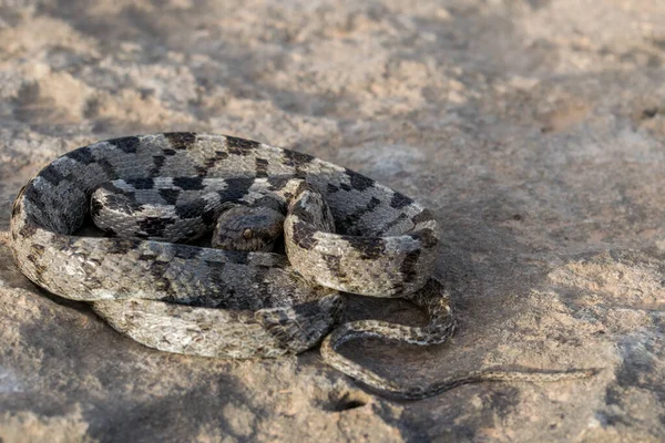 Egy Európai Macska Kígyó Vagy Soosan Snake Telescopus Fallax Összegömbölyödve — Stock Fotó