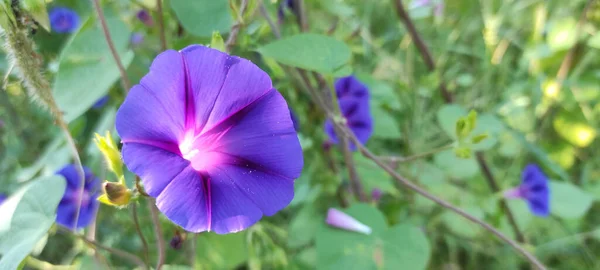 Tiro Seletivo Foco Das Flores Comuns Manhã Glória Cercadas Pela — Fotografia de Stock