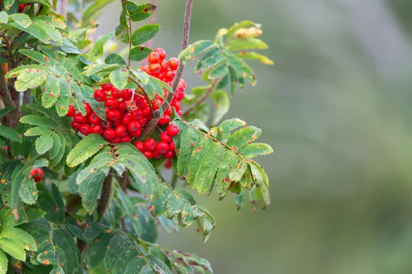 Rowan Sorbus Aucuparia Perto Bagas Vermelhas Folhas Verdes Fotografia Tirada — Fotografia de Stock