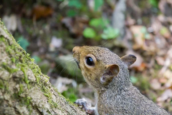 Selective Focus Shot Squirrel Outdoors Daylight — Stock Photo, Image