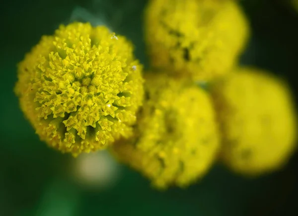 Focus Selettivo Una Pianta Carta Parati Sfondo — Foto Stock