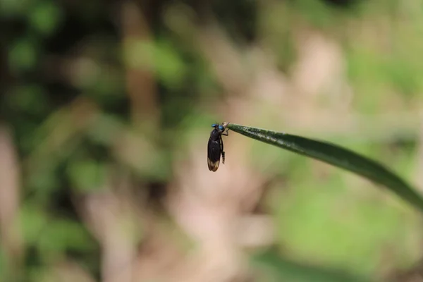 Крупный План Odonata Зеленом Листе Размытом Фоне — стоковое фото