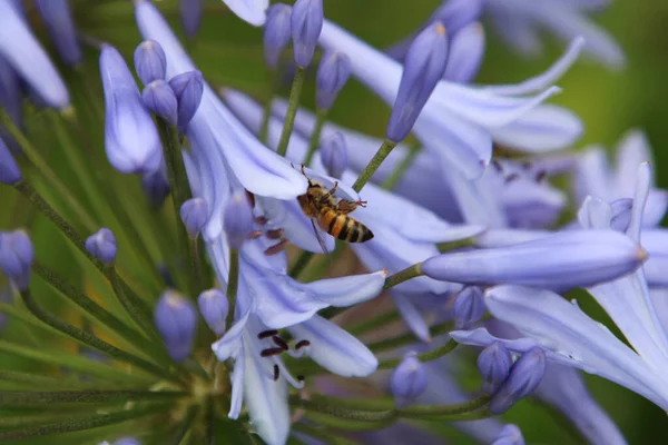 Пчела Опыляет Голубой Цветок Саду — стоковое фото