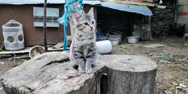 Gato Cinza Bonito Sentado Tronco Árvore Uma Área Rural — Fotografia de Stock