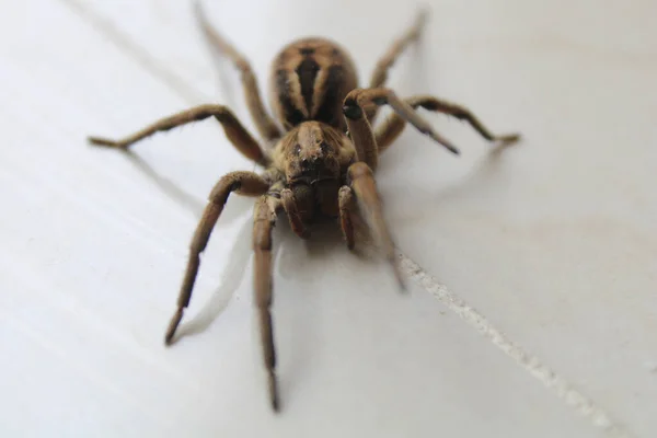 Primo Piano Una Tarantola Lycosa Una Parete Bianca — Foto Stock