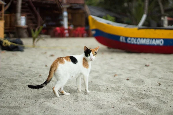 Una Foto Pintoresca Gato Colorido Playa — Foto de Stock