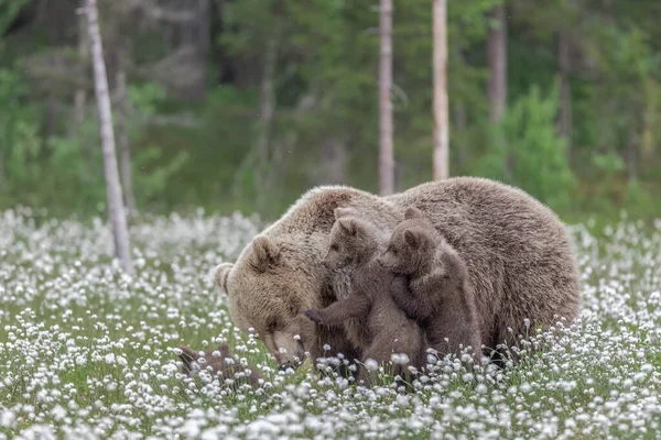 A mother bear and her three cubs in the middle of the cotton grass in a Finnish bog