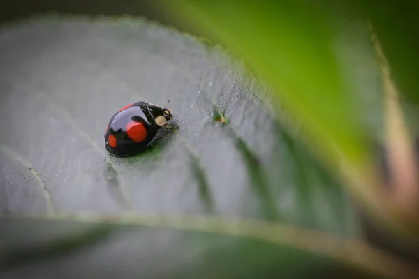 Een Selectieve Focusshot Van Een Lieveheersbeestje Een Groen Blad Onder — Stockfoto