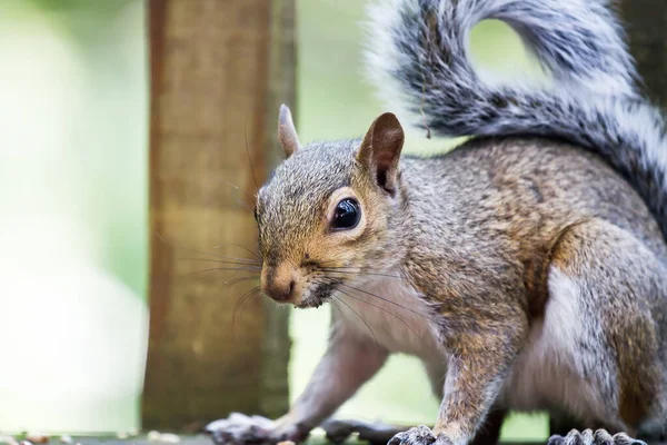 Selektiv Fokusbild Ekorre Utomhus Dagsljus — Stockfoto