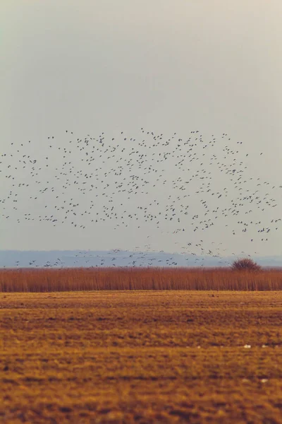 Hermoso Paisaje Grupo Aves Volando Sobre Campos Trigo Por Mañana — Foto de Stock