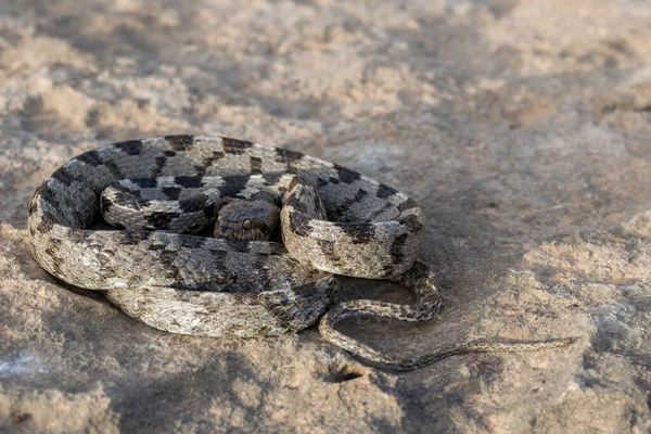 European Cat Snake Soosan Snake Telescopus Fallax Curled Staring Limestone — Stock Photo, Image