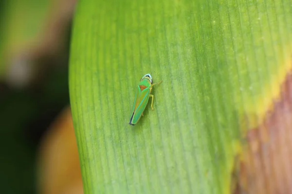 Крупный План Graphocephala Зеленом Листе Размытом Фоне — стоковое фото