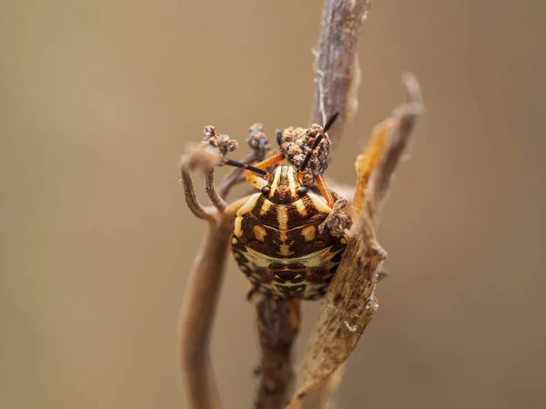 Selective Focus Shot Spider — Stock Photo, Image