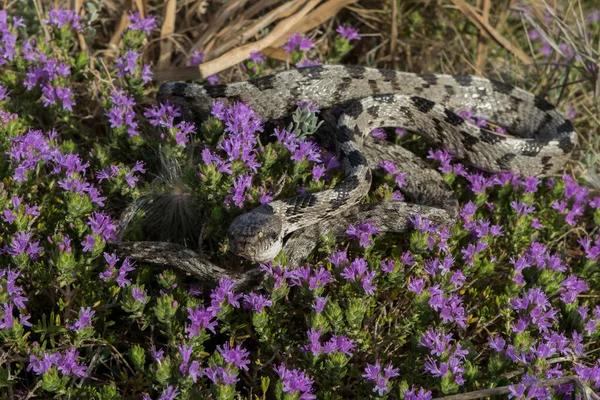 Европейская Кошачья Змея Soosan Snake Telescopus Fallax Свернувшаяся Средиземноморском Кустарнике — стоковое фото