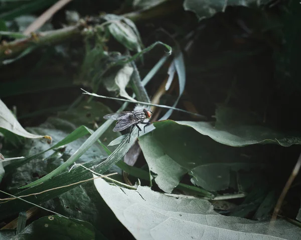 Yaprakların Üzerinde Oturan Bir Sineğin Yakın Plan Çekimi — Stok fotoğraf