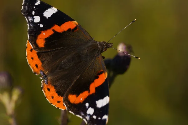 Верхний Снимок Красочной Бабочки Открытыми Крыльями — стоковое фото