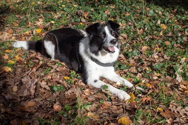 Cane Collie Bordo Bianco Nero Seduto Sulle Foglie — Foto Stock