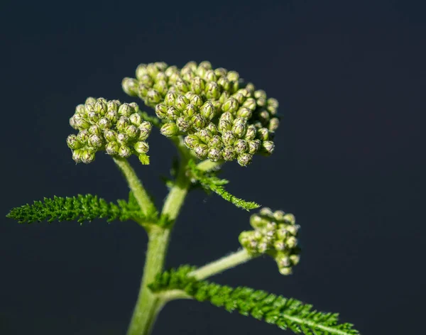 Detailní Záběr Yarrow Černém Pozadí — Stock fotografie