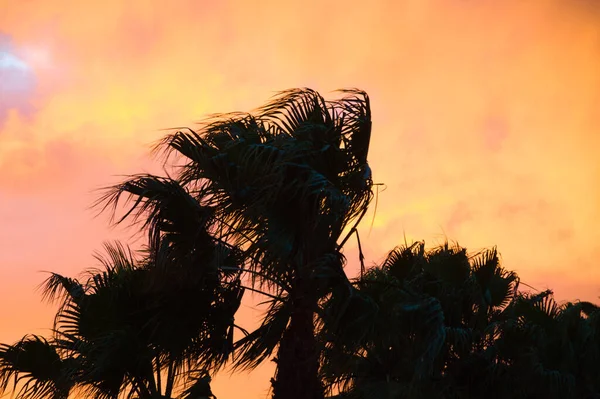 Low Angle Shot Silhouettes Palm Trees Orange Sky Background — Stock Photo, Image