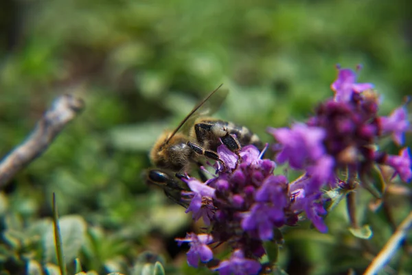 Açık Havada Mor Çiçekler Üzerinde Sığ Bir Arı Odağı — Stok fotoğraf