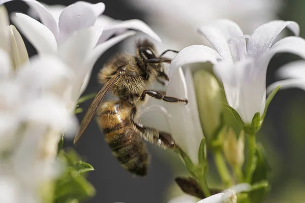 Egy Közeli Kép Egy Méhről Egy Fehér Virágon Kertben — Stock Fotó
