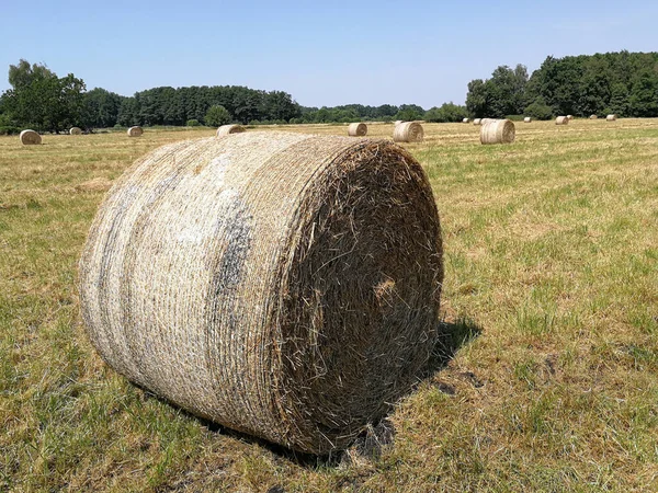 Gros Plan Une Botte Foin Roulée Dans Une Prairie Sous — Photo