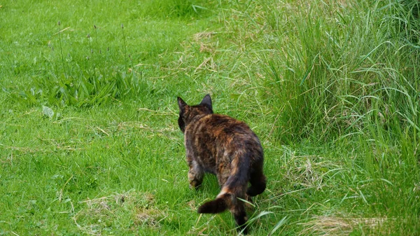 Eine Nahaufnahme Einer Dunkel Gefärbten Katze Die Auf Einem Grasbewachsenen — Stockfoto