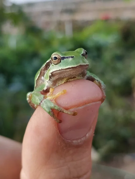 人の指に小さな緑の木のカエルの垂直ショット — ストック写真