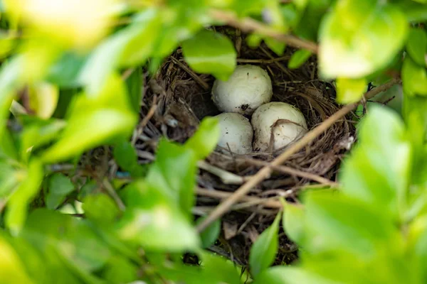 Nahaufnahme Eines Vogelnestes Mit Eiern Zwischen Ästen Auf Einem Baum — Stockfoto