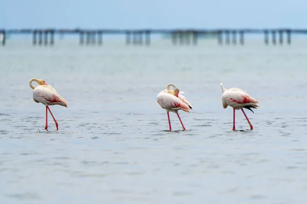 Gros Plan Trois Flamants Roses Toilettant Dans Eau — Photo