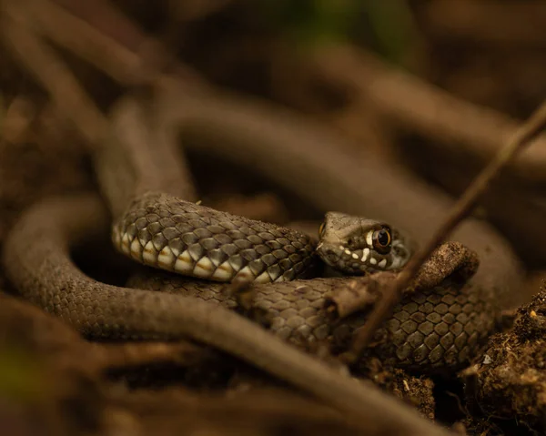 Uma Cobra Deitada Nos Ramos Com Fundo Embaçado — Fotografia de Stock