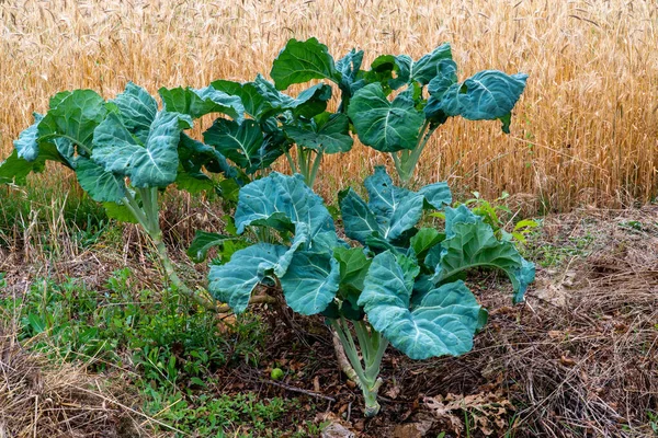 Agricultural Wheat Field Green Cabbages Agriculture — Stock Photo, Image