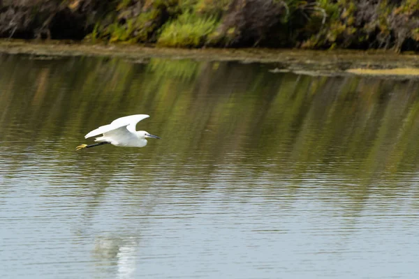 Primer Plano Pequeña Garza Volando Sobre Superficie Del Agua —  Fotos de Stock