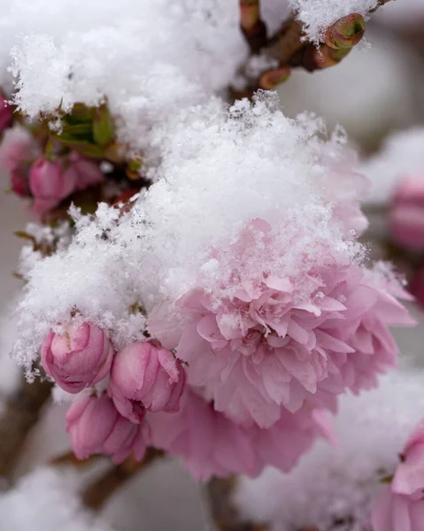 Vertikální Záběr Zasněžené Růžové Květy Pro Tapety Pozadí — Stock fotografie
