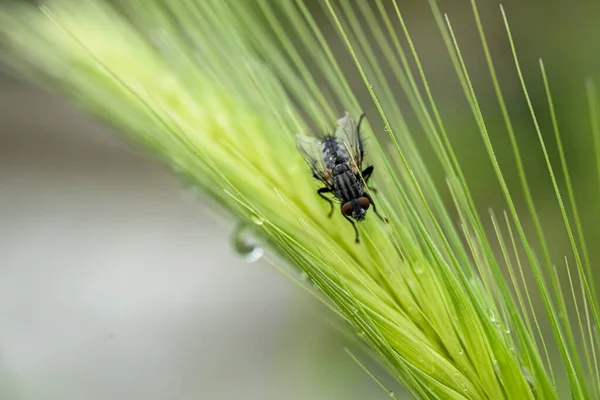 Primer Plano Una Mosca Sobre Centeno Con Gotas Lluvia —  Fotos de Stock