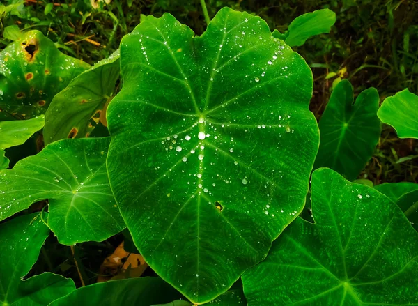 Primer Plano Hojas Taro Verde Brillante Con Gotitas Agua Aire — Foto de Stock