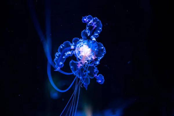 Closeup Jellyfish Blurry Black Background — Stock Photo, Image