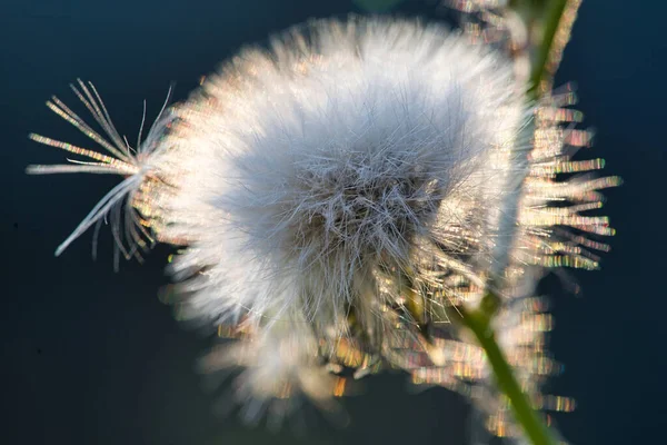 Primer Plano Hermoso Diente León Sobre Fondo Borroso — Foto de Stock