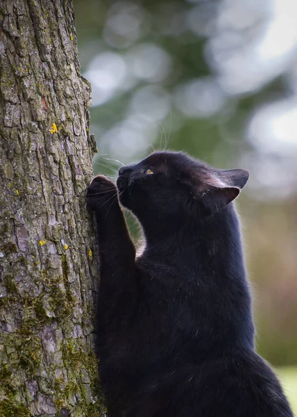 Een Verticaal Schot Van Een Zwarte Kat Die Probeert Een — Stockfoto