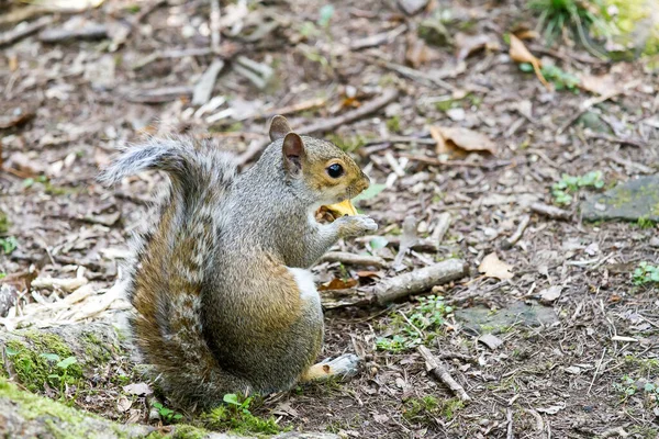 Selektiv Fokusbild Ekorre Utomhus Dagsljus — Stockfoto