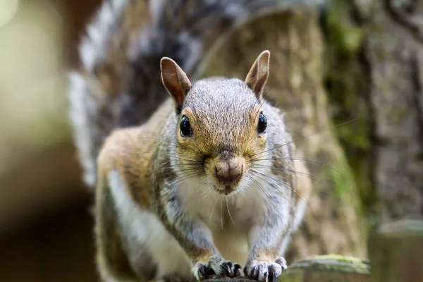 Selective Focus Shot Squirrel Outdoors Daylight — Stock Photo, Image