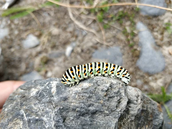 Makroaufnahme Einer Raupe Auf Einem Stein — Stockfoto