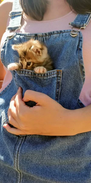 女性のデニムパンツのポケットにかわいい子猫の垂直ショット — ストック写真